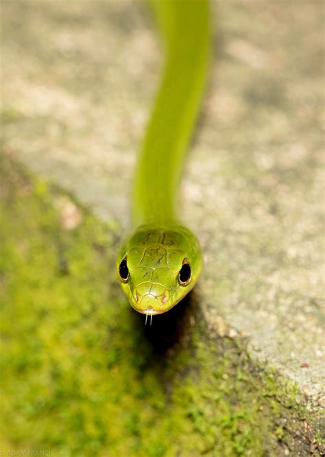 出現蛇|辨認蛇類 — HongKongSnakeID.com